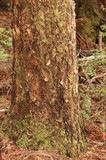 Hydnum oregonense image