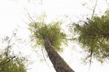 Hydnum oregonense image
