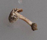 Inocybe whitei image