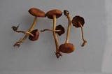 Cortinarius smithii image