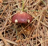 Suillus spraguei image