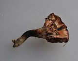 Gomphidius glutinosus image