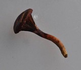 Chroogomphus ochraceus image