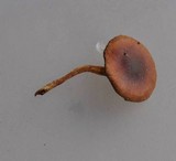 Pholiota velaglutinosa image