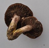 Gomphidius oregonensis image