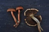 Cortinarius rubicundulus image