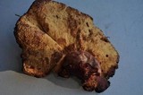 Fistulina hepatica image