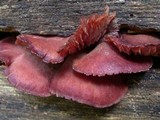 Callistosporium purpureomarginatum image