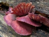 Callistosporium purpureomarginatum image