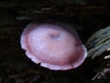 Callistosporium purpureomarginatum image
