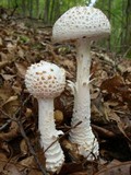 Amanita cokeri image