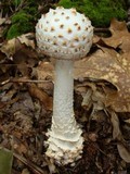 Amanita cokeri image
