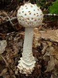 Amanita cokeri image