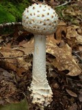 Amanita cokeri image