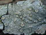 Ochrolechia subpallescens image