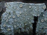 Ochrolechia subpallescens image