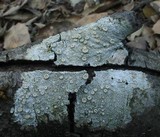 Ochrolechia subpallescens image