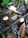 Marasmius pulcherripes image