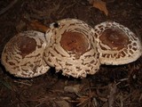 Chlorophyllum rachodes image
