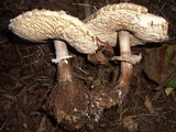 Chlorophyllum rachodes image