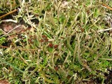 Cladonia rei image