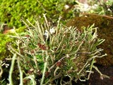 Cladonia rei image