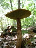 Boletellus russellii image