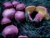 Boletochaete bicolor image