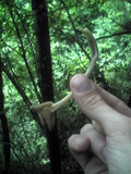 Helvella elastica image