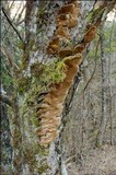Phellinus conchatus image