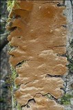 Phellinus conchatus image