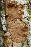 Phellinus conchatus image