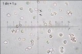 Phellinus conchatus image
