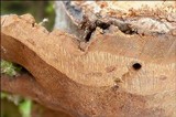 Phellinus conchatus image