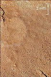 Phellinus conchatus image