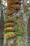 Phellinus conchatus image