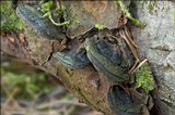 Phellinus conchatus image