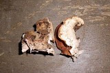 Hypocrea peltata image