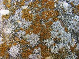 Caloplaca feracissima image