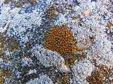 Caloplaca feracissima image
