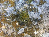 Caloplaca feracissima image
