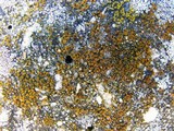 Caloplaca feracissima image