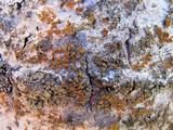 Caloplaca cerina image