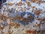 Caloplaca cerina image