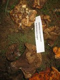 Hypomyces macrosporus image