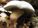 Xerocomellus intermedius image
