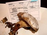 Xerocomellus intermedius image