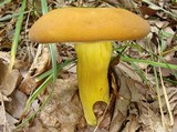 Boletus auripes image