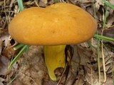 Boletus auripes image