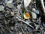 Marasmius elegans image